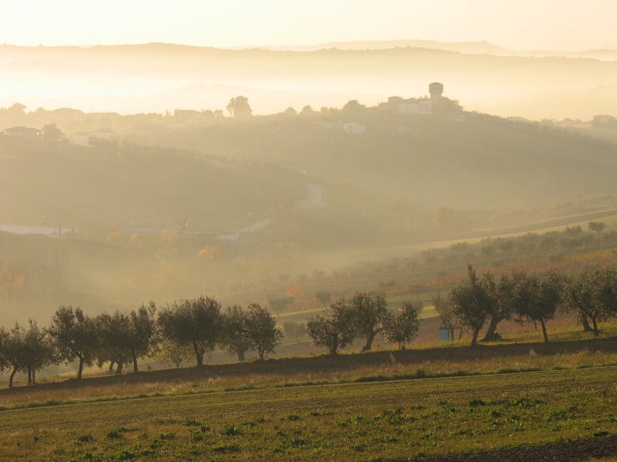 Chianti hills olive groves morning