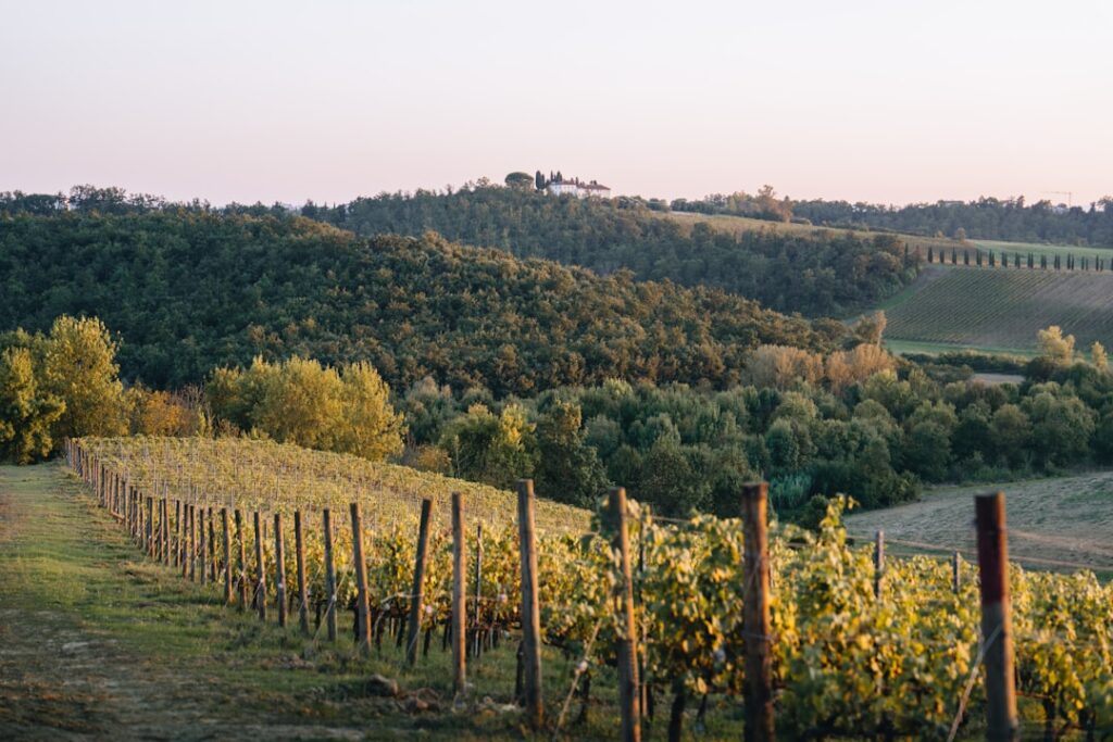 Chianti vineyard sunset rolling hills