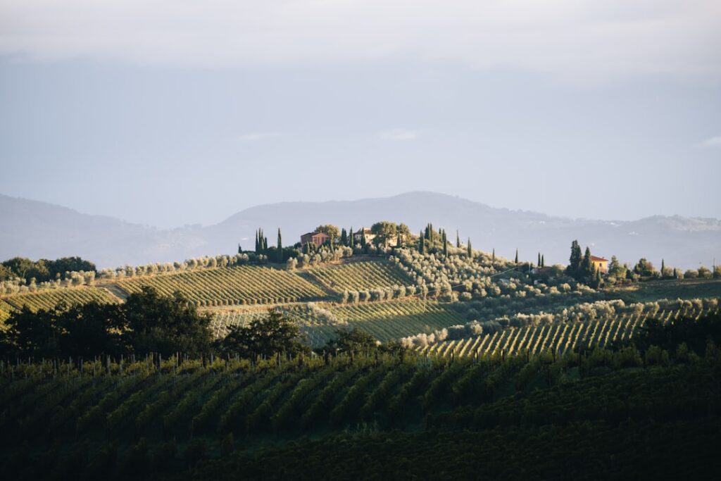 Italian countryside farm olive grove