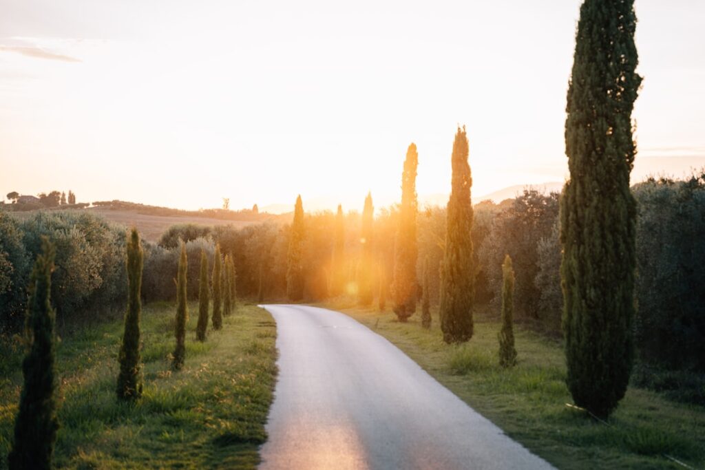 Tuscan sunset road cypress lined