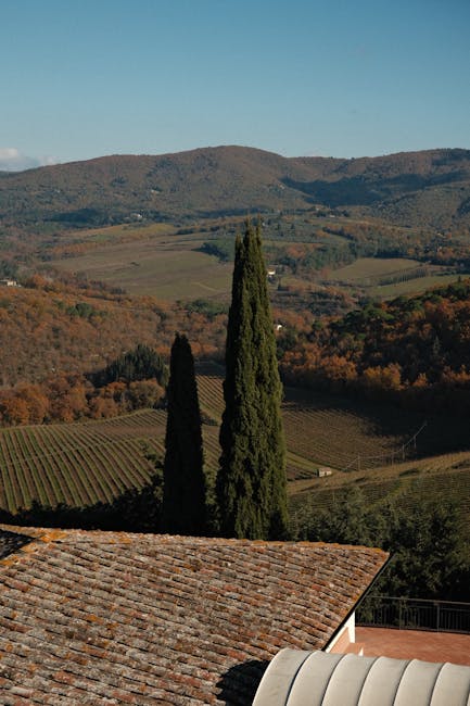Chianti vineyard autumn rows rolling hills