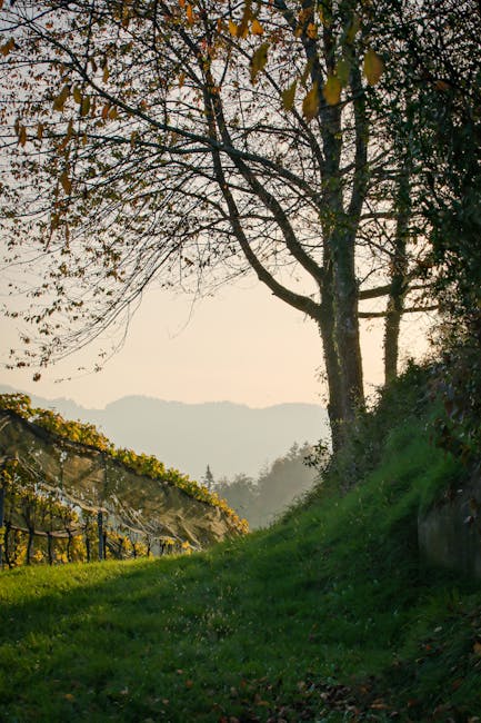 Tenuta di Capezzana vineyards morning light